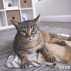 Petlinks Knead & Seek 4 In 1 Cat Mat (1 Piece(s))