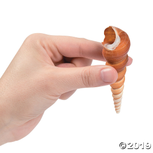 Super Mega Decorative Sea Shell Assortment (10 lb(s))