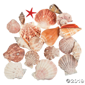 Scallop Basket Sea Shell Assortment (12 Piece(s))