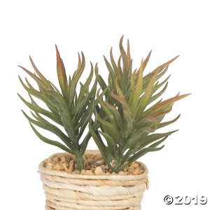 Vickerman 5" Potted Succulent Cactus Plants - 3/pk (1 Set(s))