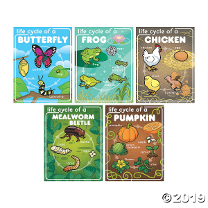 Life Cycle Posters (5 Piece(s))