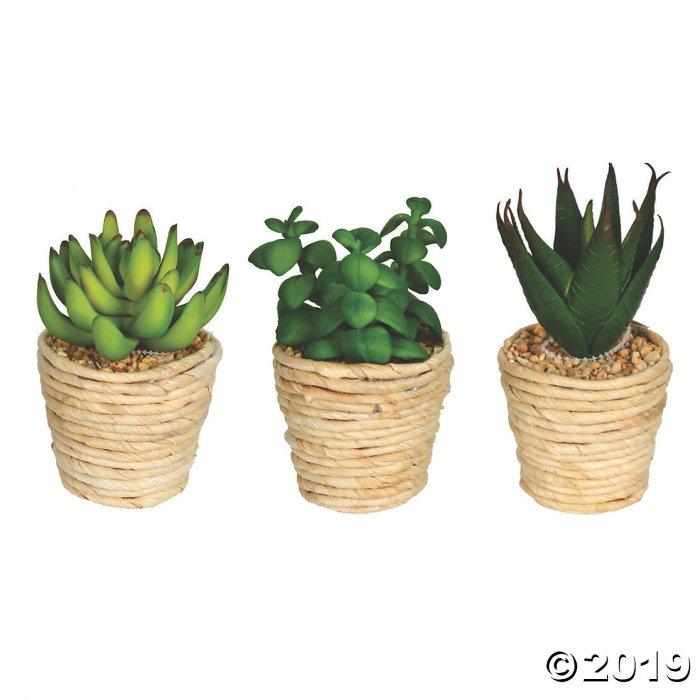 Vickerman 5" and 6" Assorted Potted Succulents - 3/pk (1 Set(s))