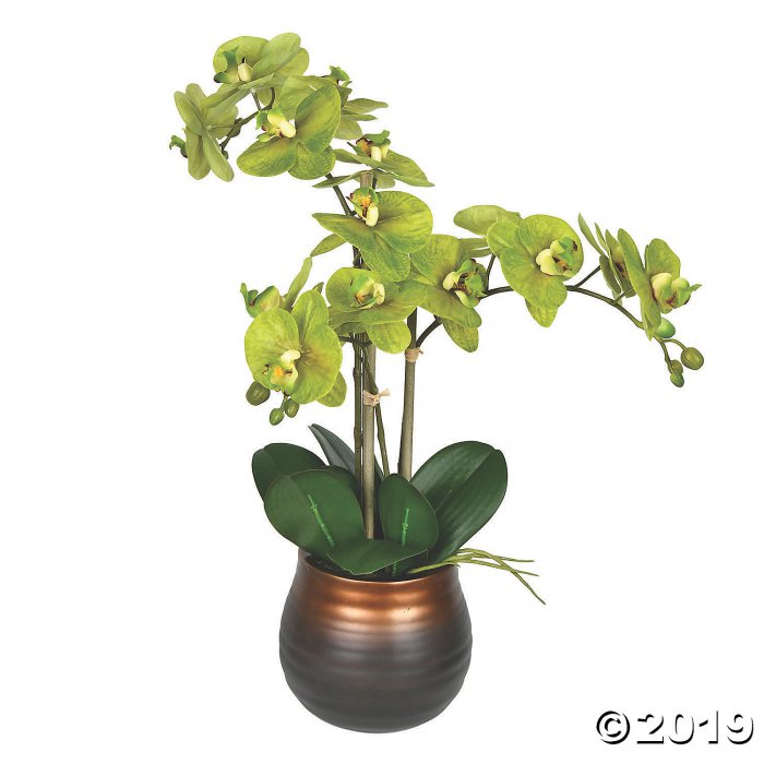 Vickerman 22" Potted Real Touch Green Phalaenopsis Spray (1 Piece(s))