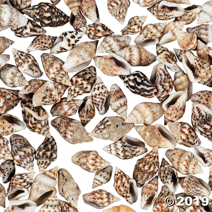 Genuine Mini Sea Shells (2800 Piece(s)) Genuine Mini Sea Shells (2800 Piece(s))
