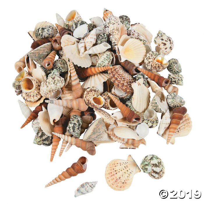 Super Mega Decorative Sea Shell Assortment (10 lb(s))