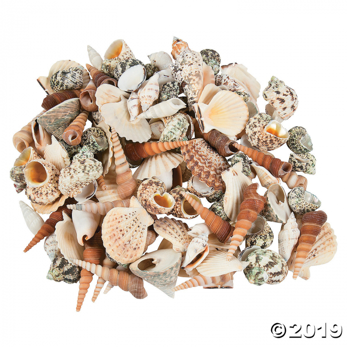 Super Mega Decorative Sea Shell Assortment (10 lb(s))