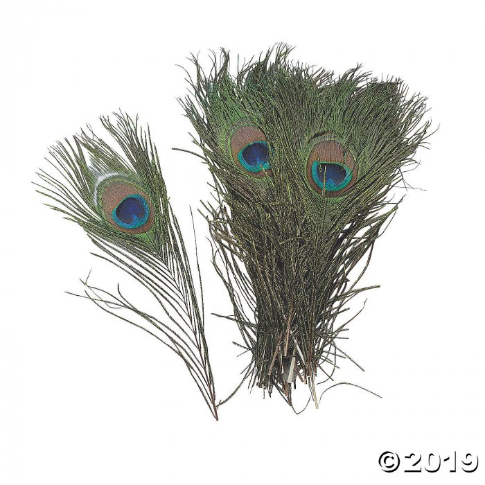 Natural Peacock Feathers (24 Piece(s))