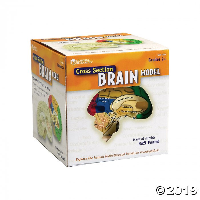 Learning Resources® Cross-Section Human Brain Model (1 Set(s))