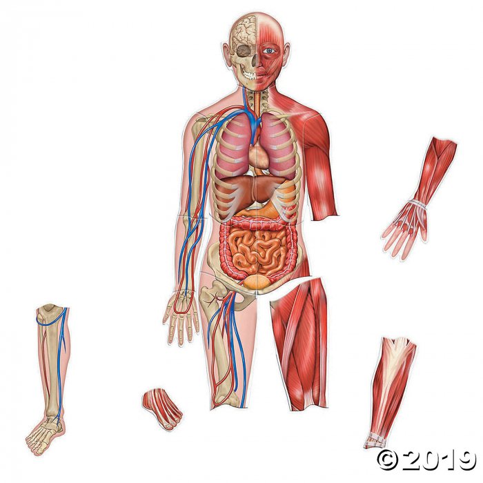 Double-Sided Magnetic Human Body (1 Set(s))