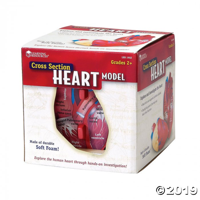 Learning Resources® Cross-Section Human Heart Model (1 Set(s))