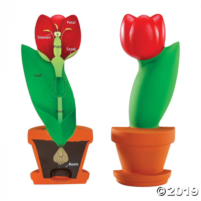 Learning Resources® Cross-Section Flower Model (1 Set(s))