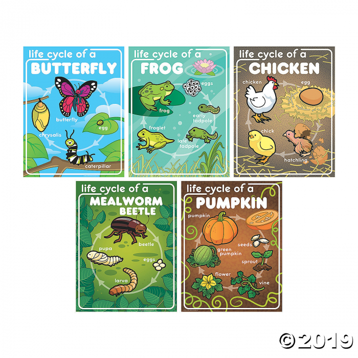 Life Cycle Posters (5 Piece(s))