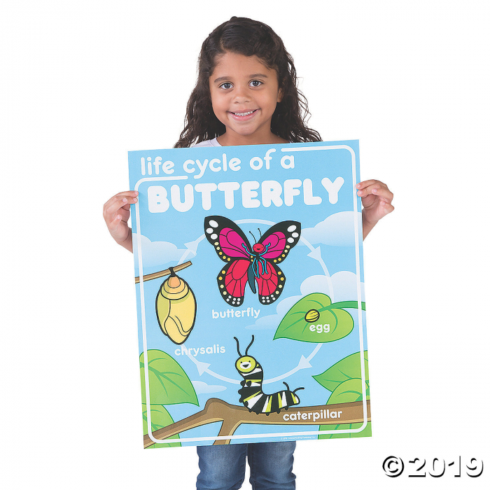 Life Cycle Posters (5 Piece(s))