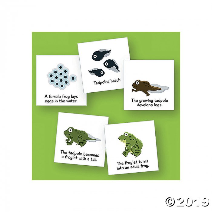 Magnetic Life Cycles - Frog (1 Set(s))