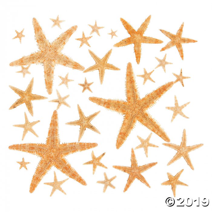 Natural Starfish Assortment (30 Piece(s))
