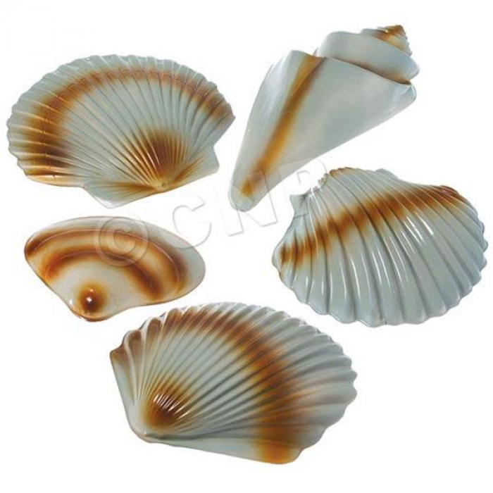 Sea Shell Decorations